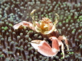   Porcelain Crab Dauin  